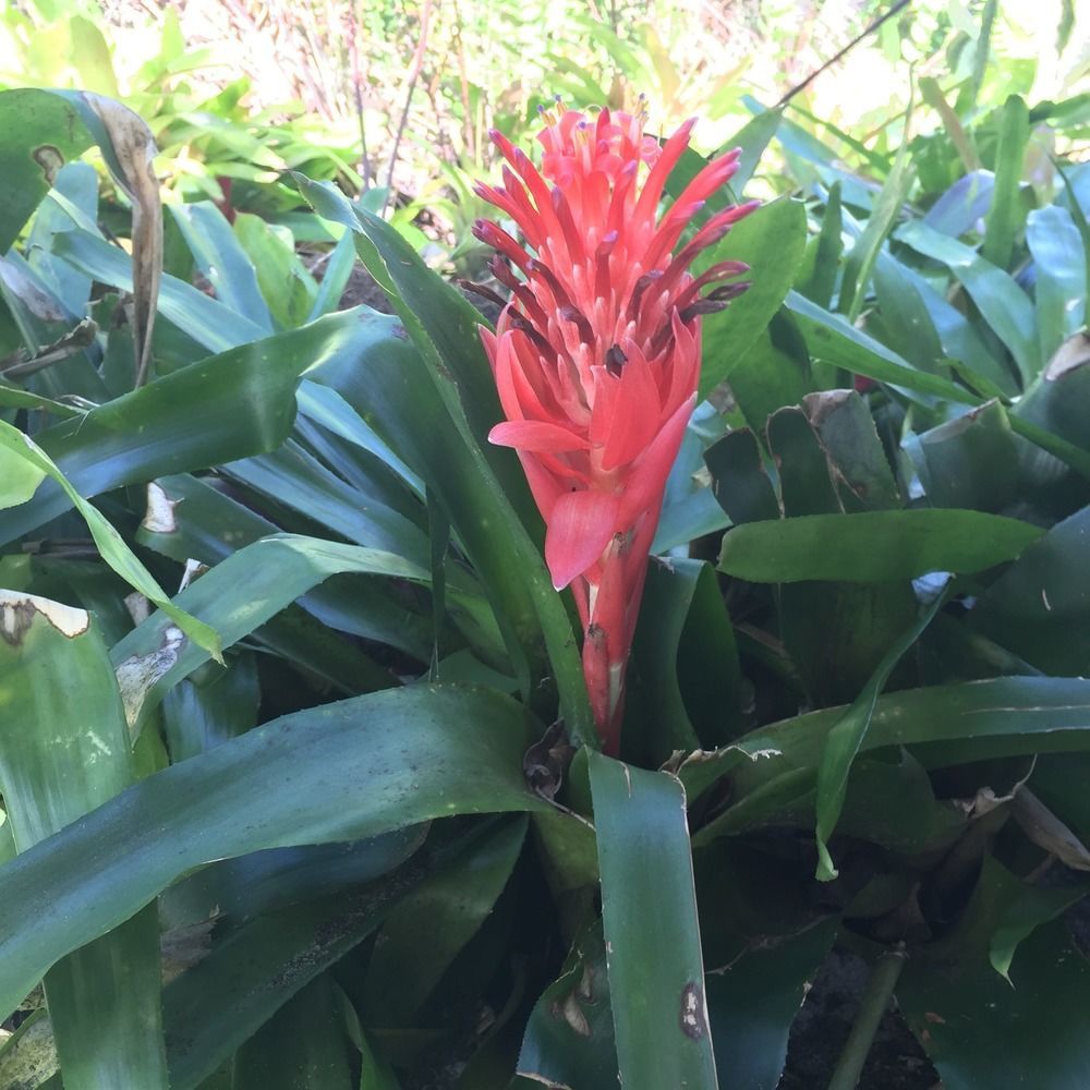 Resort Rainforest