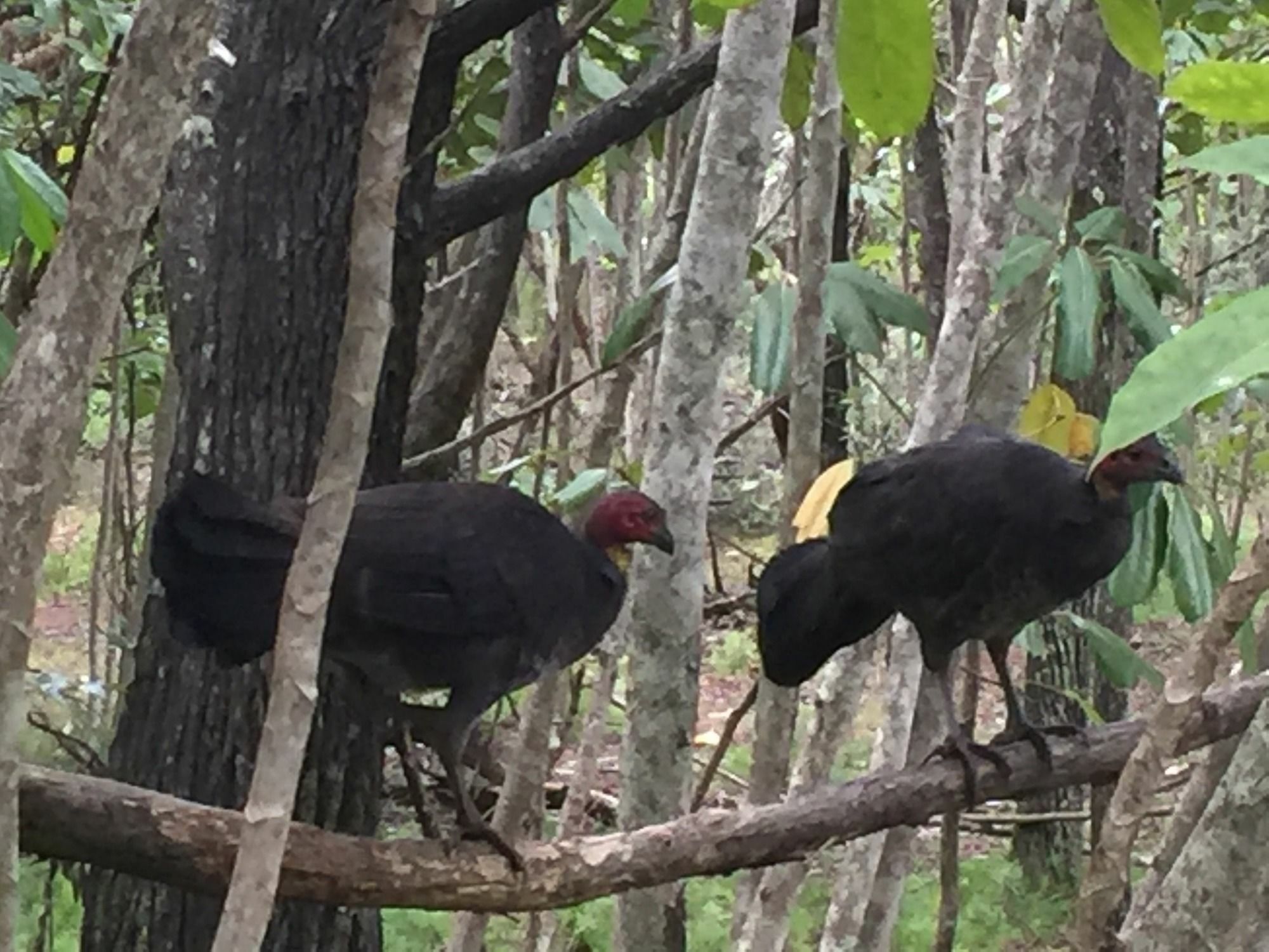 Rainforest 3* Byron Bay